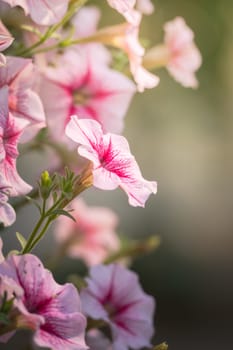 The background image of the colorful flowers, background nature