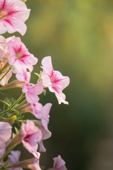 The background image of the colorful flowers, background nature