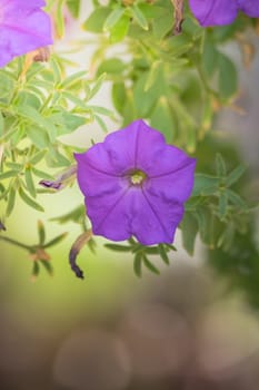 The background image of the colorful flowers, background nature