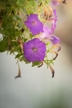 The background image of the colorful flowers, background nature