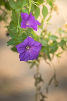 The background image of the colorful flowers, background nature