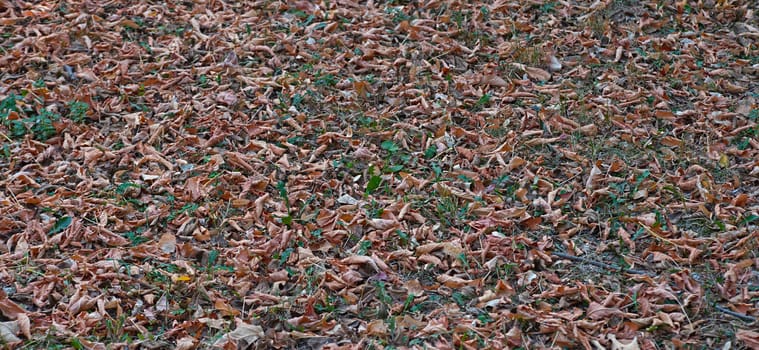 Dry brown fallen leaves on ground, full frame