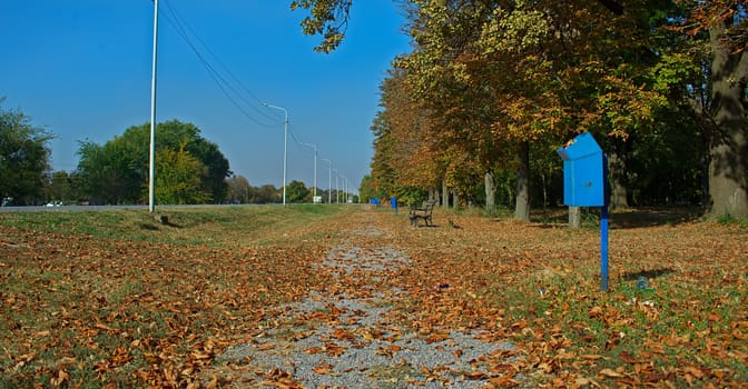 Footpath in park covered with fallen leaves and tree trunks