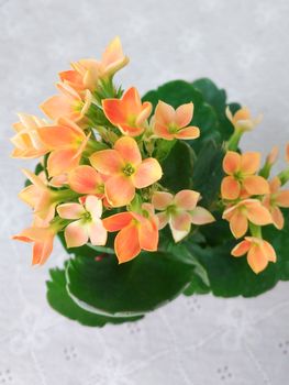 Many orange color blossfeldiana Kalanchoe flowers with green leaves on white background, blooming tropical flowers.