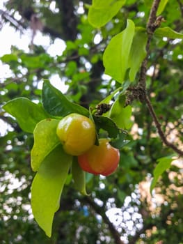 Healthy and fresh fruits, green acerolas hanging on the branch, in summer day