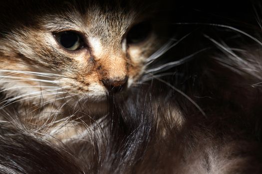 Nice small kitty portrait against dark background