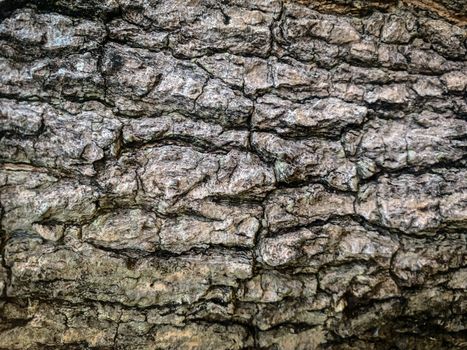 Background texture of old wood