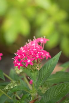 The background image of the colorful flowers, background nature