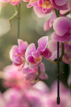 The background image of the colorful flowers, background nature