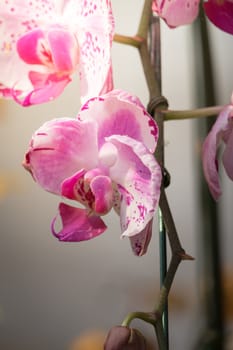 The background image of the colorful flowers, background nature