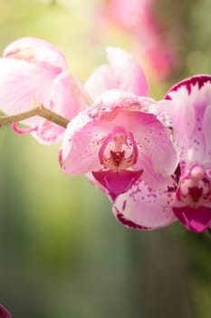 The background image of the colorful flowers, background nature