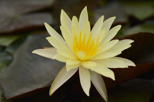 The lotus in the flower bloom is very beautiful