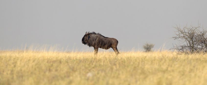 Blue wildebeast (Connochaetes taurinus) is the Makgadikgadi, Botswana