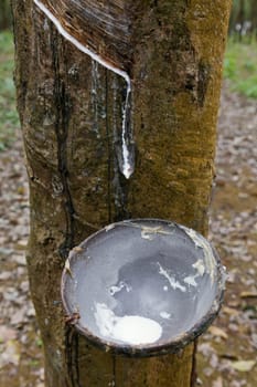 Production of caoutchouc from rubber tree in Vietnam