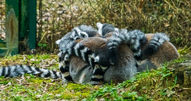 adorable family of ring tailed lemurs giving each other a group hug, animal behavior and close family