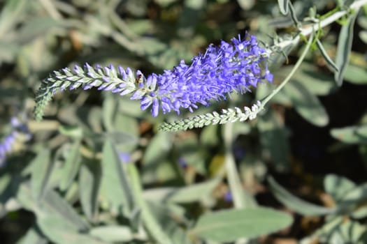 Spiked speedwell flower - Latin name - Pseudolysimachion spicatum subsp. incanum (Syn. Veronica spicata subsp. incana)