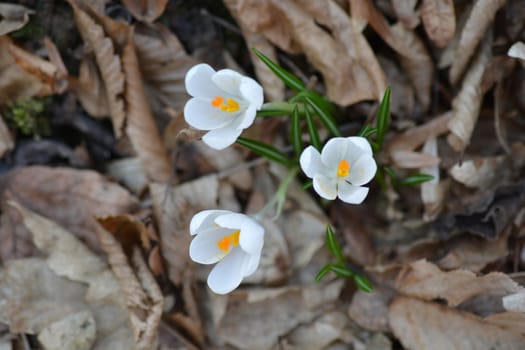 White spring crocus - Latin name - Crocus vernus