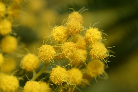 Silver wattle - Latin name - Acacia dealbata