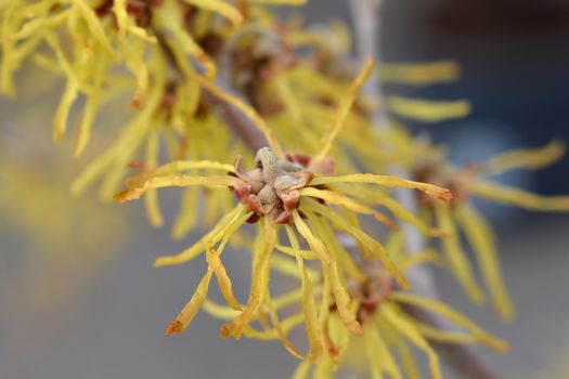 Witch Hazel Arnold Promise - Latin name - Hamamelis * intermedia Arnold Promise