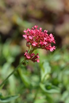 Red valerian - Latin name - Centranthus ruber