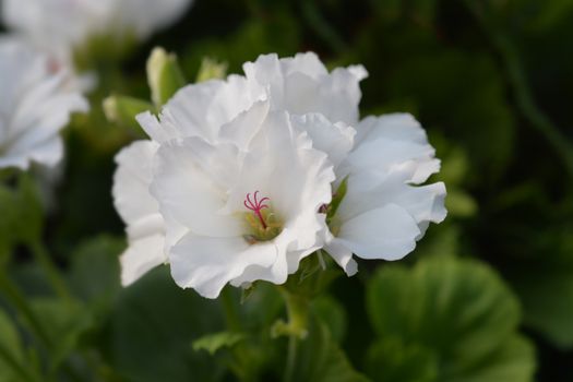 Regal pelargonium hybrid - Latin name - Pelargonium x domesticum (Pelargonium grandiflorum hybrids)