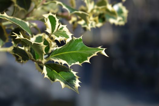 Variegated English Holly - Latin name - Ilex aquifolium Variegata