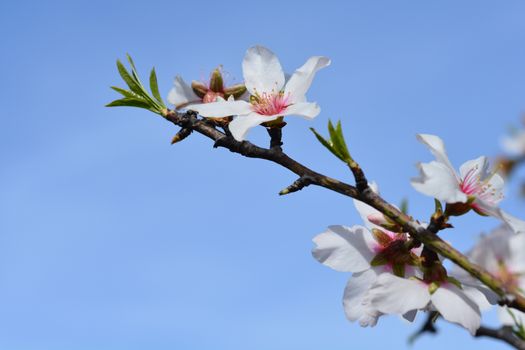 Almond flower - Latin name - Prunus dulcis (syn. Prunus amygdalus)