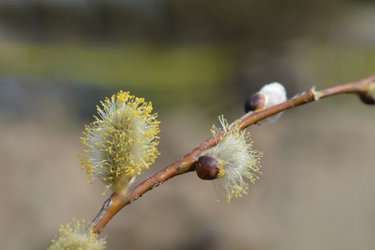 Weeping pussy willow - Latin name - Salix caprea