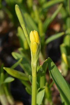 Daffodil Tete a Tete - Latin name - Narcissus cyclamineus Tete a Tete