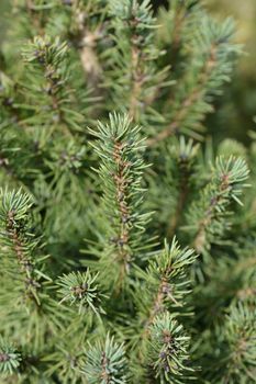 Dwarf Alberta spruce - Latin name - Picea glauca Conica