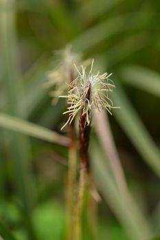 Japanese Sedge Variegata - Latin name - Carex morrowii Variegata