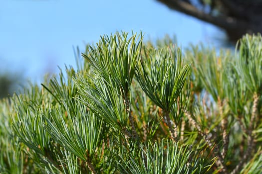 Blue-needled Japanise White Pine - Latin name - Pinus parviflora Glauca