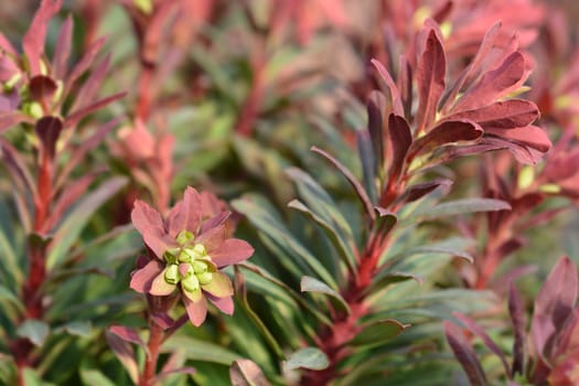 Wood spurge Purpurea - Latin name - Euphorbia amygdaloides Purpurea