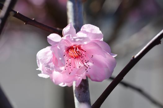 Purple-leafed plum - Latin name - Prunus x blireiana (Prunus x blireana)