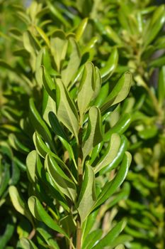 Japanese pittosporum - Latin name - Pittosporum tobira