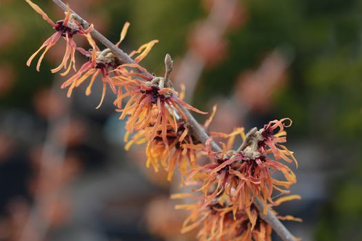 Witch Hazel Diane - Latin name - Hamamelis * intermedia Diane