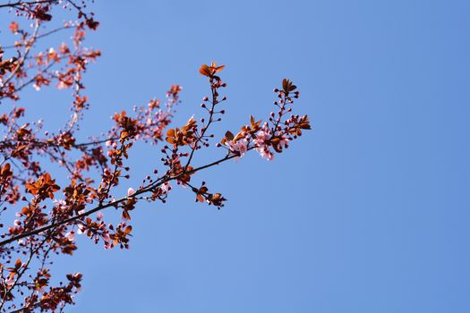 Black Cherry Plum against blue sky - Latin name - Prunus cerasifera Nigra