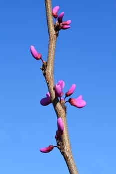 Chinese redbud Avondale - Latin name - Cercis chinensis Avondale