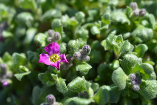 Aubrieta Cascade Red - Latin name - Aubrieta x superbissima Cascade Red