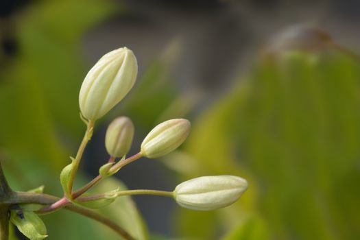 Snowdrift evergreen Clematis - Latin name - Clematis armandii Snowdrift