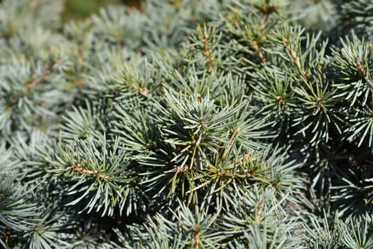 Blue Cedar - Latin name - Cedrus libani Glauca