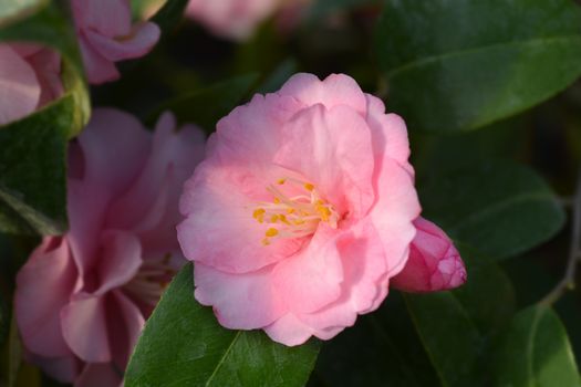 Camellia Spring Festival - Latin name - Camellia x williamsii Spring Festival