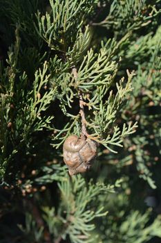 Italian Cypress - Latin name - Cupressus sempervirens Pyramidalis