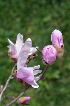 Star magnolia flower bud - Latin name - Magnolia stellata