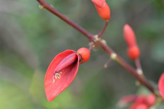 Cockspur coral tree - Latin name - Erythrina crista-galli