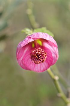 Chinese lantern pink flower - Latin name - Abutilon hybrids