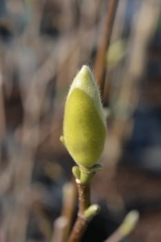 Magnolia Yellow Bird - Latin name - Magnolia x brooklynensis Yellow Bird