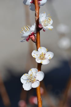 Apricot tree flower - Latin name - Prunus armeniaca