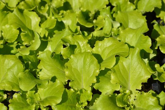 Garden lettuce - Latin name - Lactuca sativa