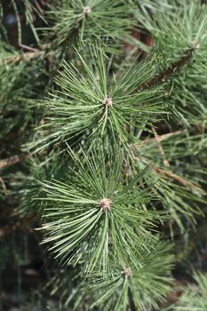 Black pine - Latin name - Pinus nigra